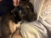 Sheba - Photo 5