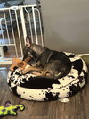 Sheba - Photo 6