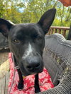 Daisy - Photo 2