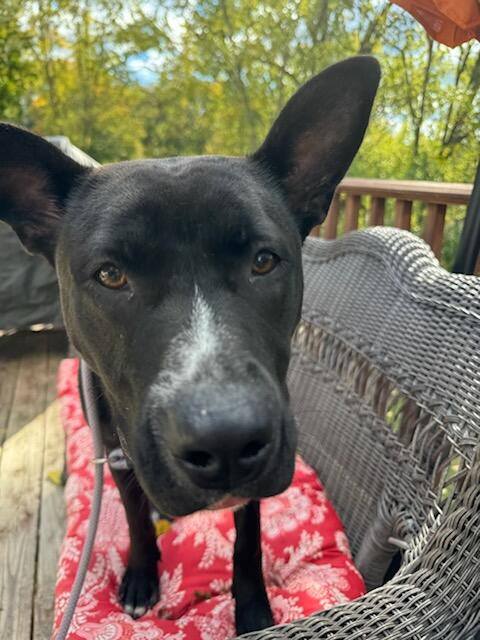 DAISY - German Shepherd Dog available for adoption