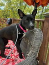 Daisy - Photo 3
