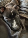 Daisy - Photo 4