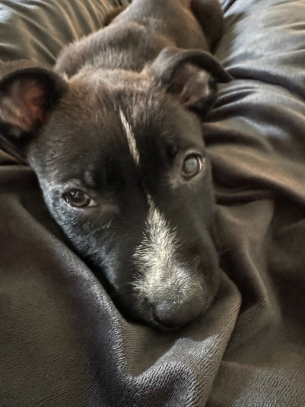 Daisy