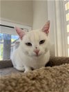 adoptable Cat in hollister, CA named Neige