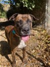 adoptable Dog in hollister, CA named Minnie