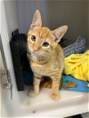 adoptable Cat in hollister, CA named Cashew