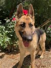 adoptable Dog in hollister, CA named Bella