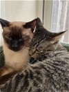 adoptable Cat in hollister, CA named Harvey and Henry