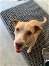 adoptable Dog in hollister, CA named Maple