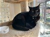 adoptable Cat in hollister, CA named Bogey