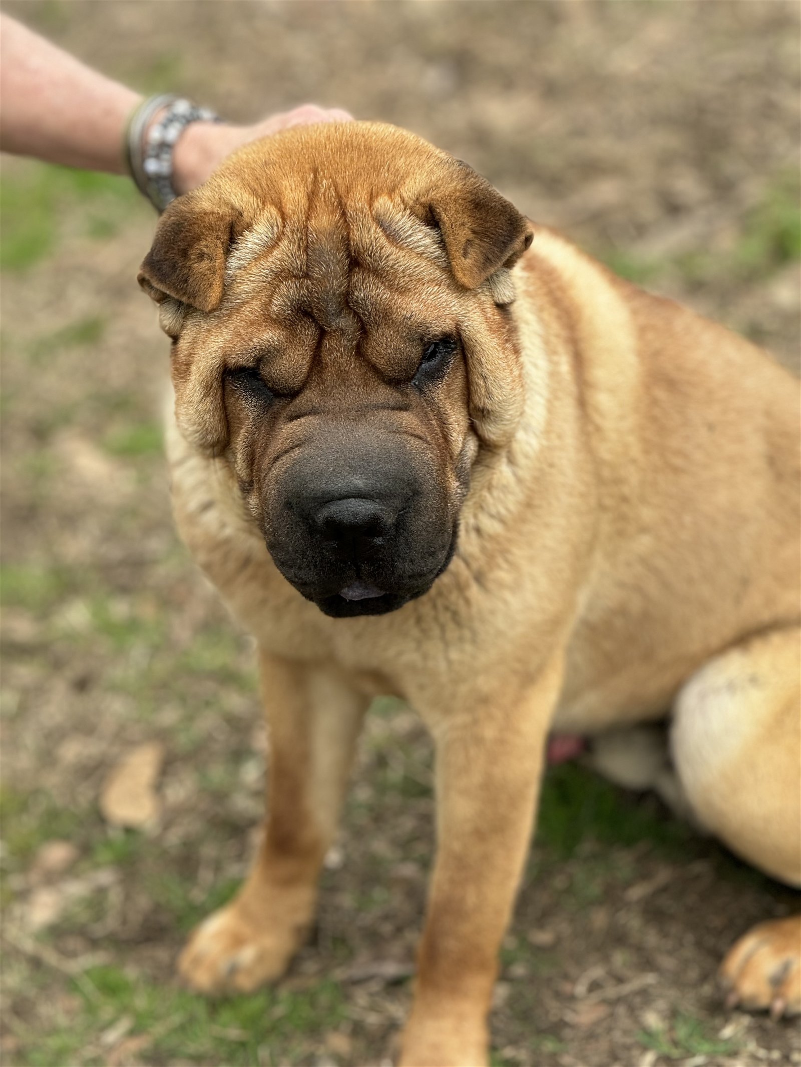 adoptable Dog in Okolona, MS named Tank & Chrissy in MS