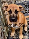 adoptable Dog in  named Morgan