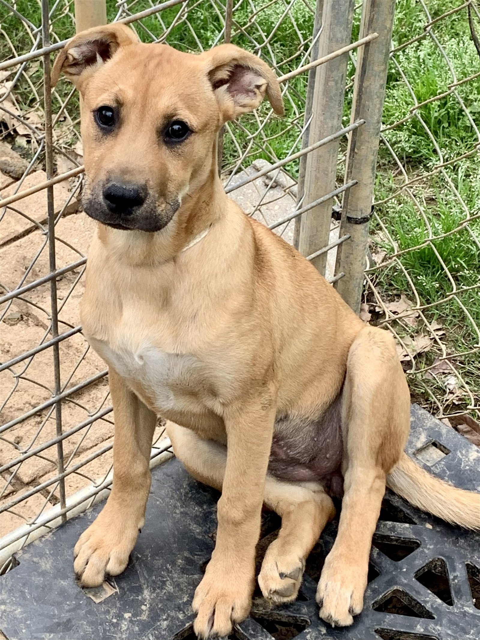 adoptable Dog in Okolona, MS named McKenzie
