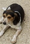 adoptable Dog in , MS named Toby