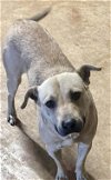 adoptable Dog in  named Gus
