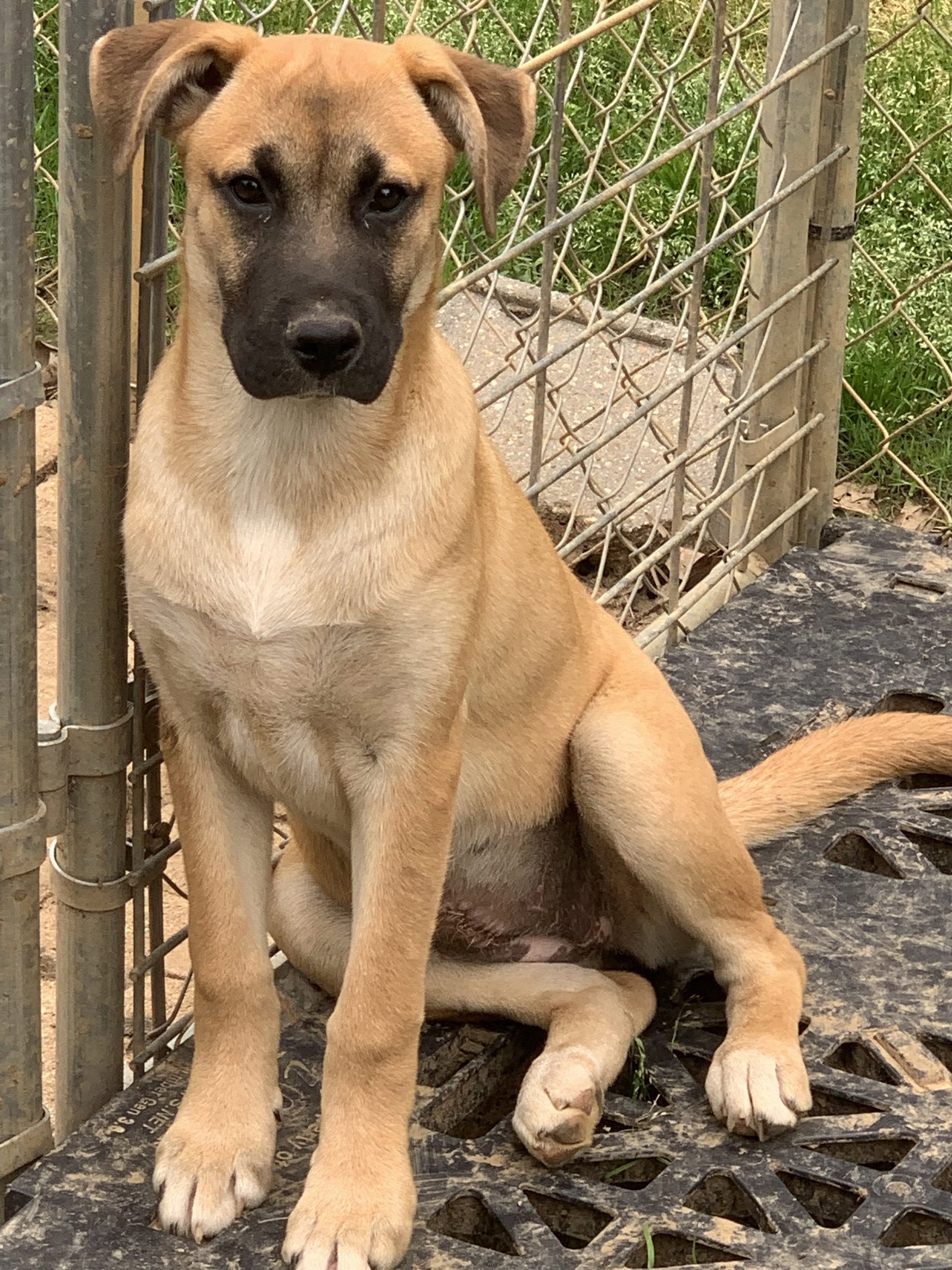 Dog for Adoption Mia, a Black Mouth Cur in Houston, MS Alpha Paw