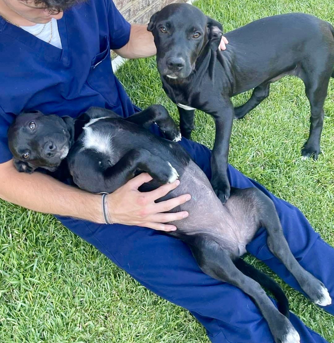 Dog for Adoption Andrea, a Black Labrador Retriever in Baldwyn, MS