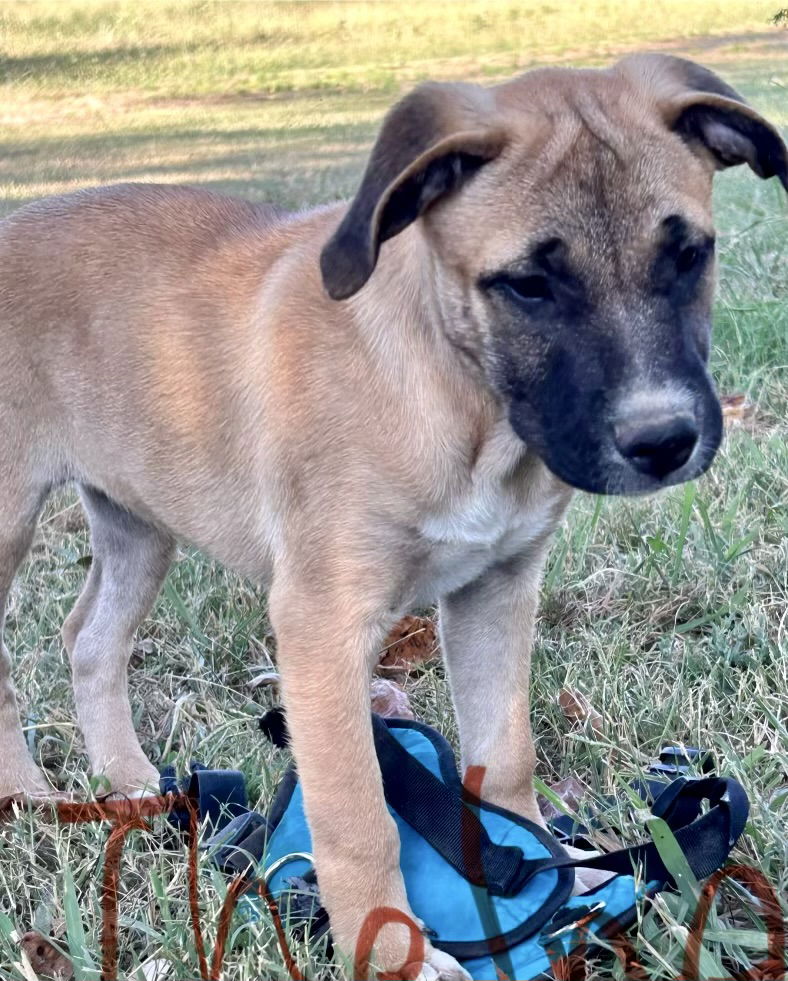 adoptable Dog in Okolona, MS named Thelma Lou