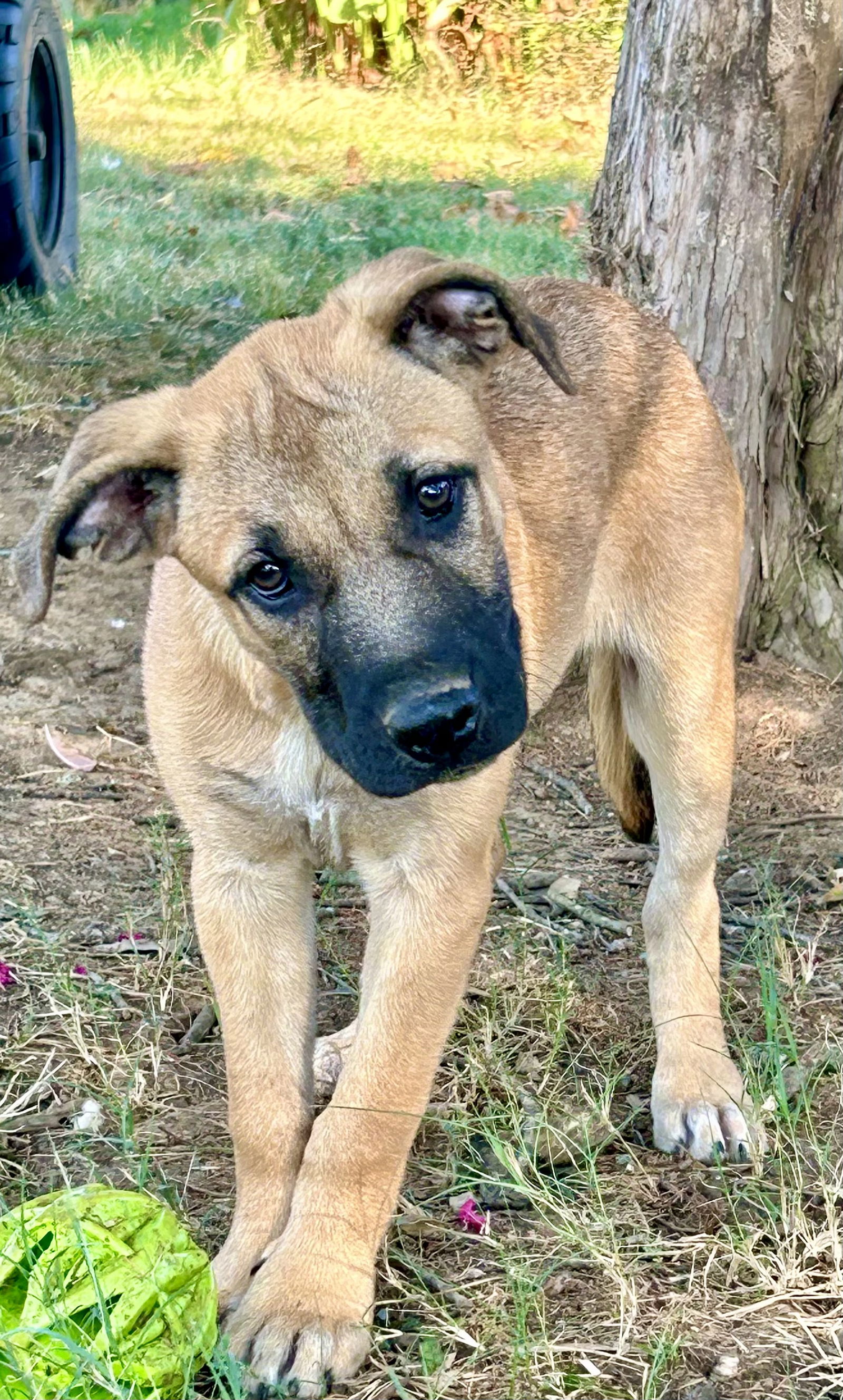 adoptable Dog in Okolona, MS named Aunt Bea