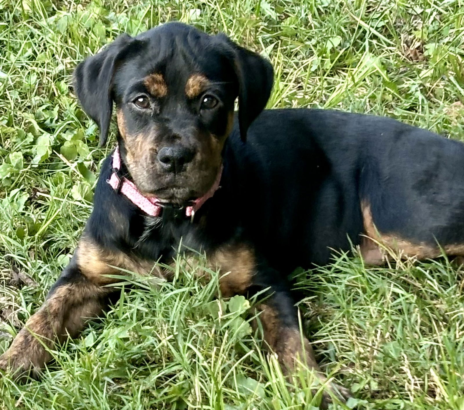 adoptable Dog in Okolona, MS named Laverne. & Shirley