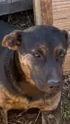 adoptable Dog in , MS named Eva