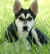 adoptable Dog in  named Helena