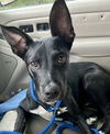 adoptable Dog in , MS named Bojangles