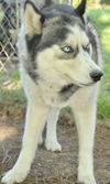adoptable Dog in  named Trace