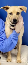 adoptable Dog in , MS named Layne