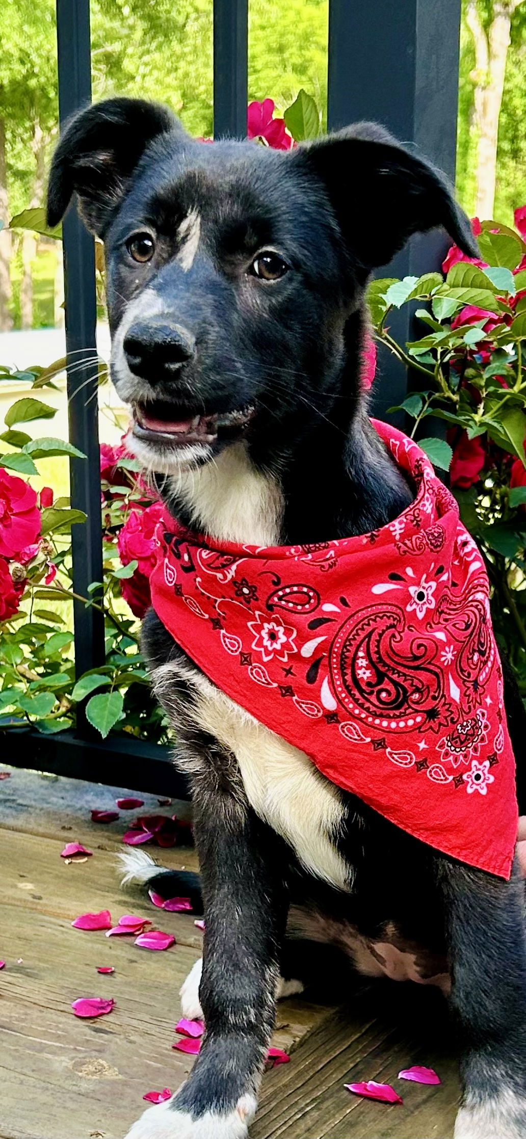 adoptable Dog in Okolona, MS named Diana