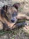 adoptable Dog in  named Charlie