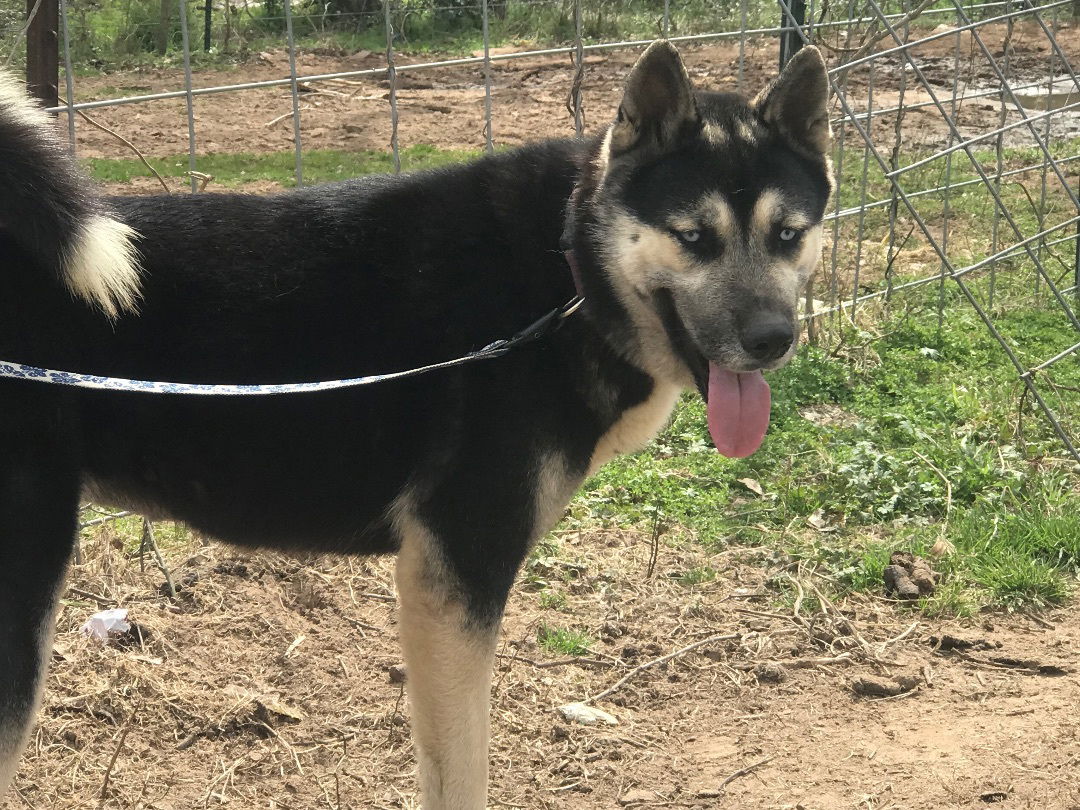 Dog for Adoption - Milan, a Husky in Bruceville Eddy, TX | Alpha Paw