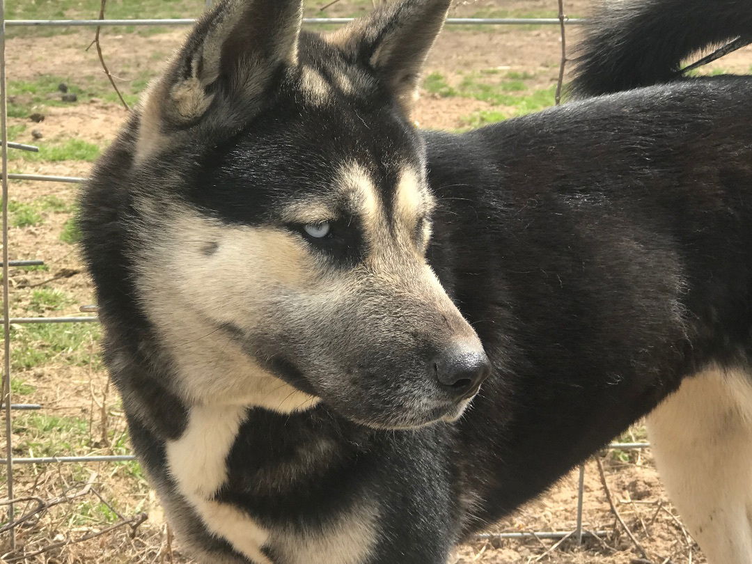 Dog for Adoption - Milan, a Husky in Garfield, TX | Alpha Paw