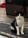 adoptable Cat in philadelphia, PA named Spunky
