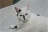 adoptable Cat in philadelphia, PA named Sparkle
