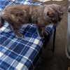 adoptable Cat in , TN named Sydney