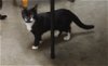 adoptable Cat in chuckey, TN named Lucy