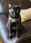 adoptable Cat in charlotte, NC named Rosemary