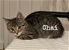 adoptable Cat in charlotte, NC named Chai
