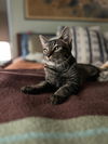 adoptable Cat in Charlotte, NC named Mike