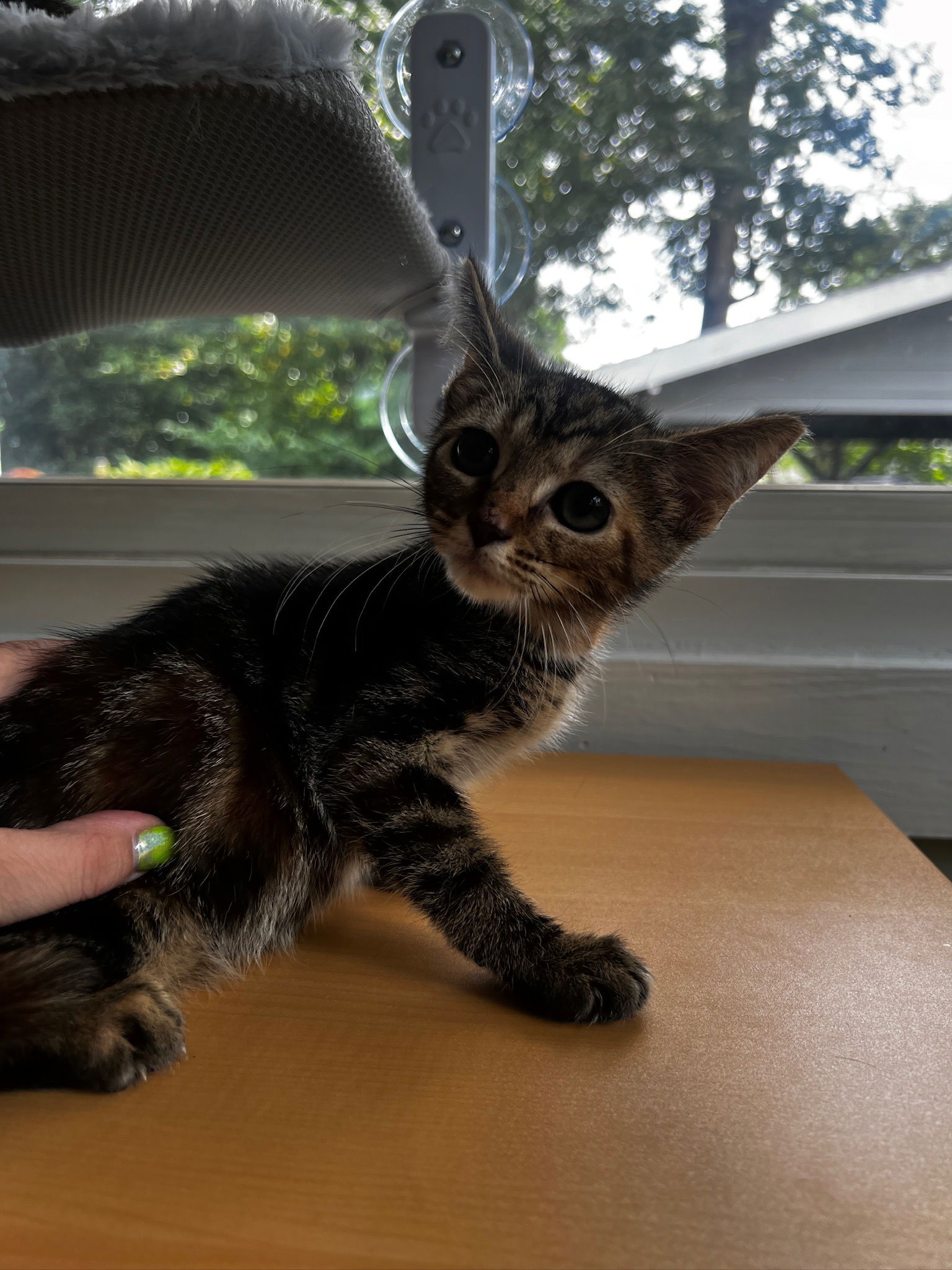 adoptable Cat in Charlotte, NC named Jolene