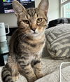 adoptable Cat in Charlotte, NC named Sweet Basil