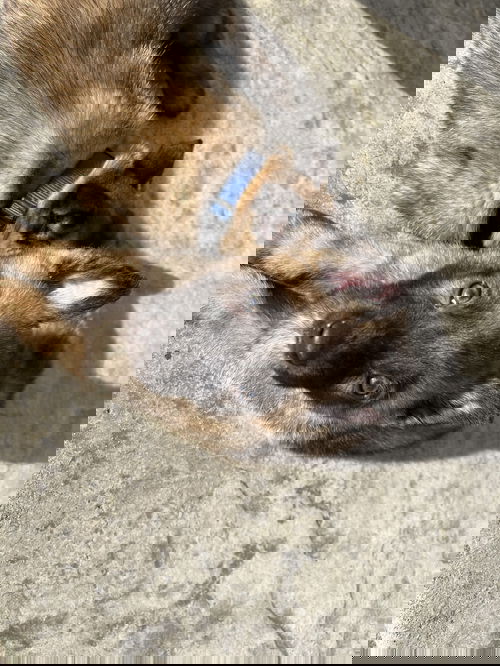 Kodi