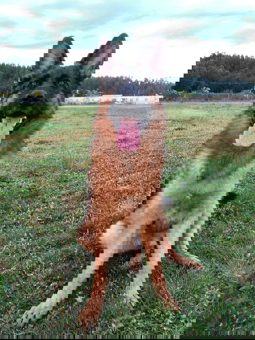 Zoff