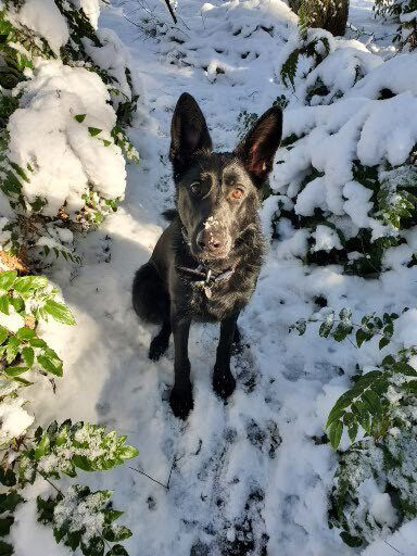 Freya