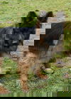 Zoff
