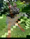 Tekka