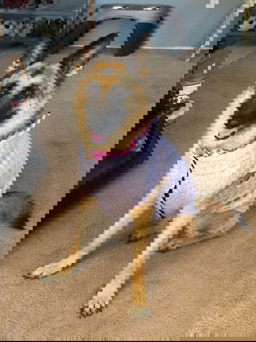 Angel