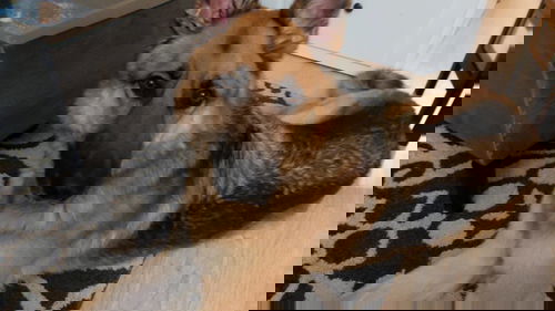 Hans