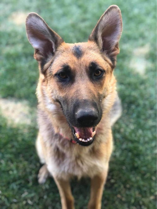 Nala / adoption pending